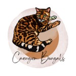Cairngorm Bengals Logo